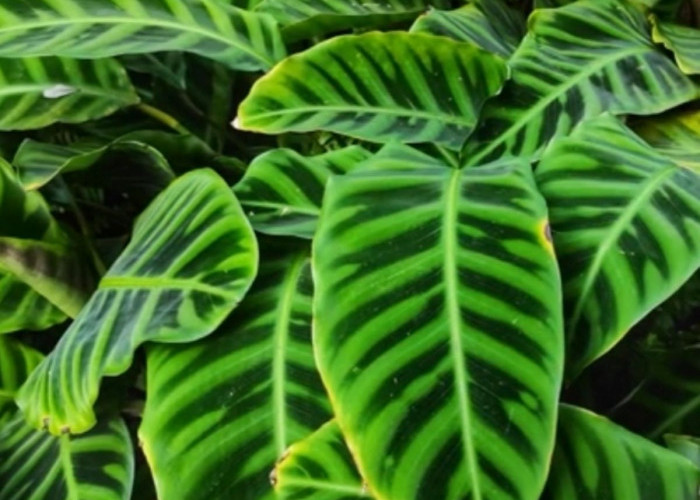 Motif Daun Mirip Kulit Zebra, Ini 5 Cara Jitu Merawat Tanaman Hias Calathea Zebrina 