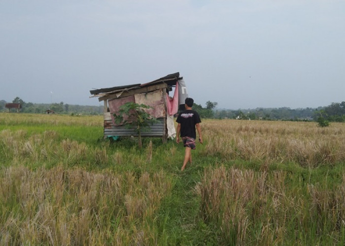 Gawat, Petani 4 Desa Tidak Bisa 'Jawat', Ini Penyebabnya