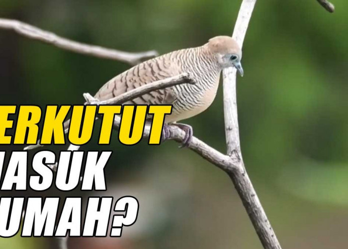 Misteri Burung Perkutut Masuk Rumah, Pertanda Baik Atau Buruk? Ini Penjelasannya