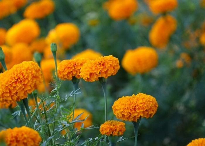 5 Manfaat Bunga Marigold untuk Kulit dan Tubuh, Penghias Taman yang Punya Segudang Khasiat