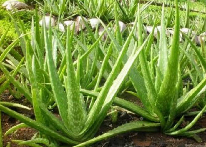 Warga Bogor Wajib Tahu! Inilah 4 Daerah Penghasil Lidah Buaya Terbanyak