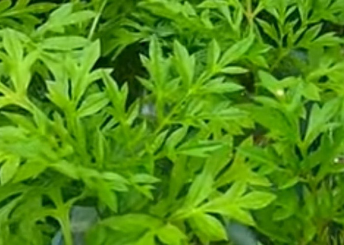 Berikut Ini Daun Mujarab Untuk Menambah Nafsu Makan Anda