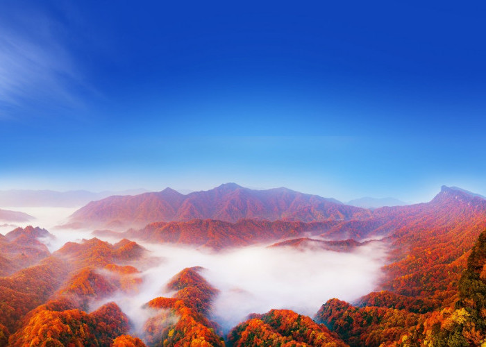 KARPET MERAH TERPANJANG DI ASIA! Festival Daun Merah Gunung Guangwu 2026 Bikin Mata Langsung Meleleh!