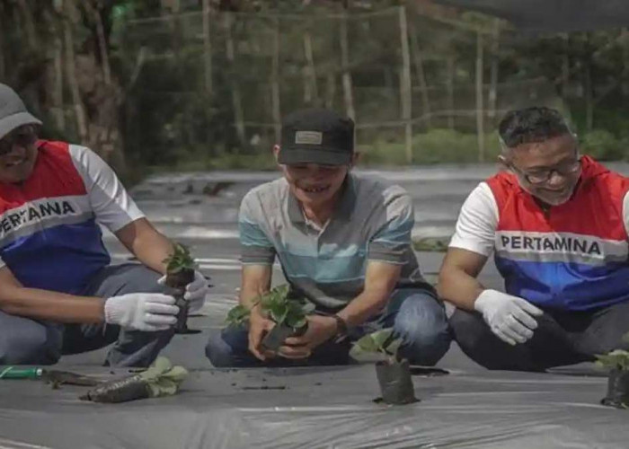 Pertamina Nyalakan Energi dan Asa Petani di Rantau Dedap 