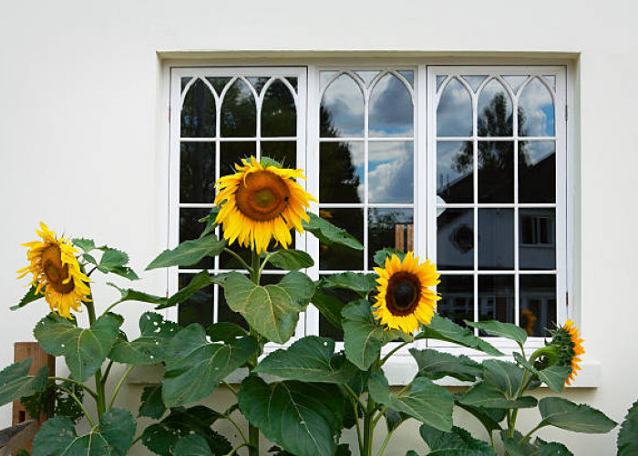 7 Tanaman Hias Bikin Rumah Nyaman Tanpa Nyamuk