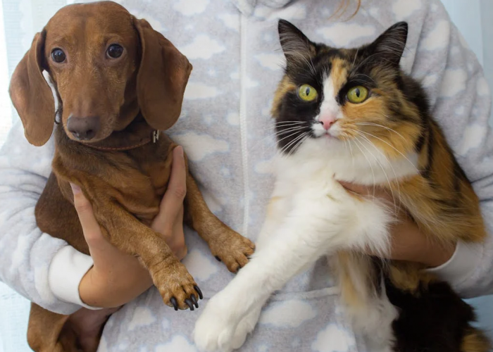 Apakah Kucing dan Anjing Benar-benar Bermusuhan? Ternyata Faktanya Mengejutkan