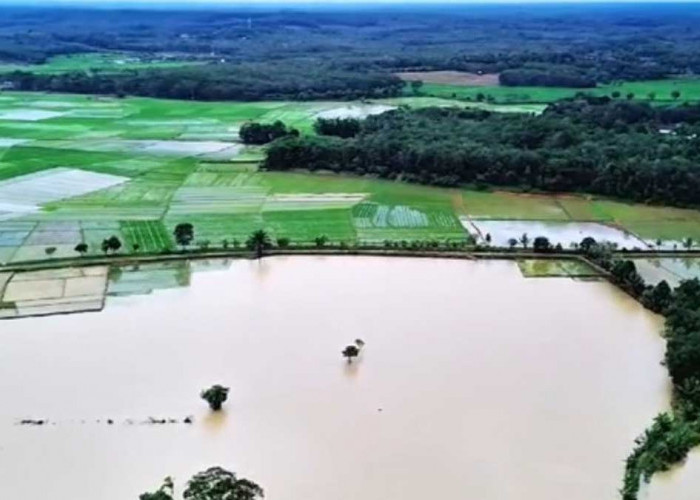 Dihantam Banjir! 700 Hektare Berpotensi Gagal Panen, Pemkab dan Provinsi Siapkan Bantuan Bibit Gratis