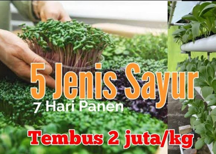 Tembus Rp 2 Juta Perkilo, Inilah 5 Jenis Sayuran Cepat Hasilkan Cuan Dalam Waktu Singkat