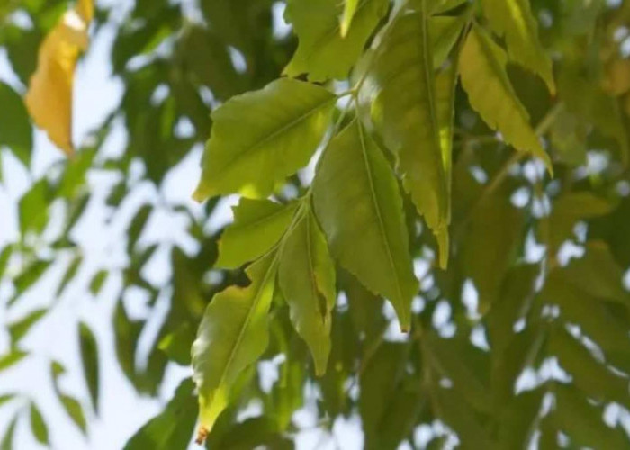 Rahasia Herbal Tradisional, Ini Manfaat Daun Mindi bagi Kesehatan Tubuh