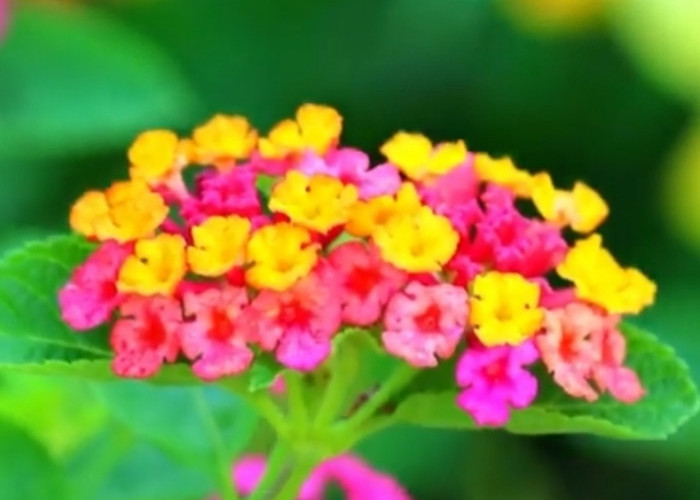 11 Fakta Menarik Bunga Lantana, ternyata Dapat Digunakan untuk Obat Hipertensi  