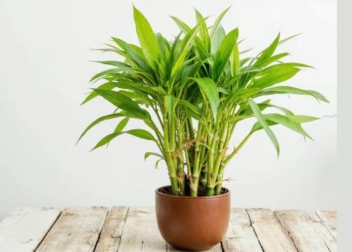 Rahasia di Balik Lucky Bamboo, Tanaman Hias yang Sarat Makna Feng Shui