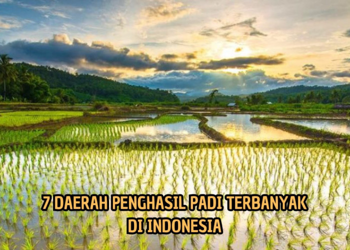 7 Daerah Penghasil Padi Terbesar di Indonesia, Sumsel Masuk Daftar, Produksi Berasnya Buat Takjub!