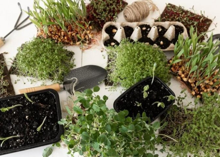 Bukan Sekedar Tumbuhan! 8 Tanaman Herbal Ini Punya Khasiat Luar Biasa untuk Kesehatan 