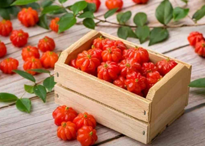 Hanya Satu Buah Ini Bisa Tingkatkan Imun, Jaga Jantung, dan Lindungi Mata 