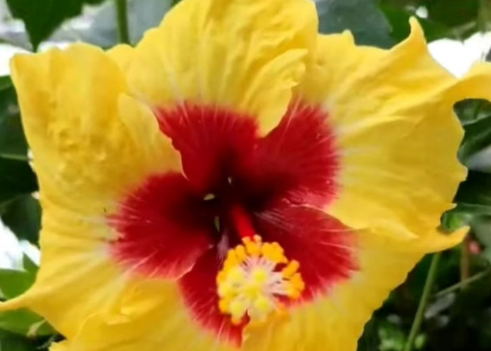 5 Fakta Menarik Tanaman Hias Bunga Kembang Sepatu, Ternyata Bunga Kebangsaan Malaysia