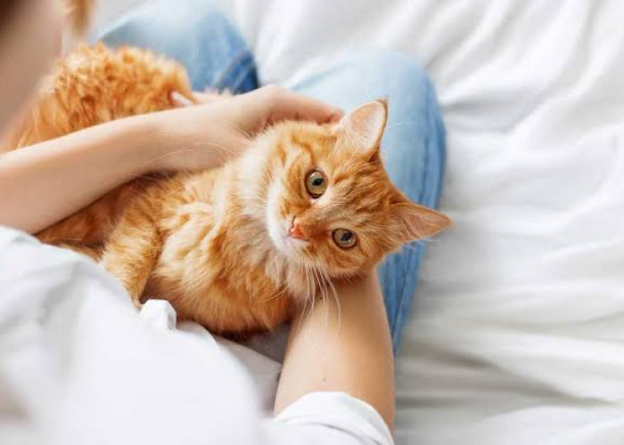 Pelihara Kucing di Rumah, Waspadai Bahaya Jamur Ringworm