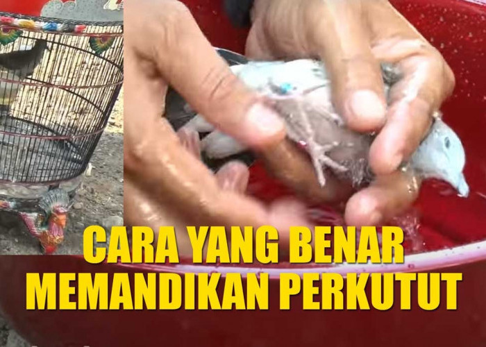 Pemula Wajib Tahu! Ini Panduan Memandikan Perkutut, Cara yang Benar dan Waktu yang Tepat