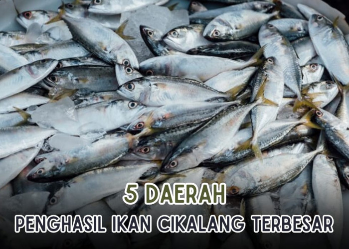 5 Daerah Penghasil Ikan Cakalang Terbesar di Indonesia, Sulawesi Mendominasi, Pasok 7.000 Ton Ikan 