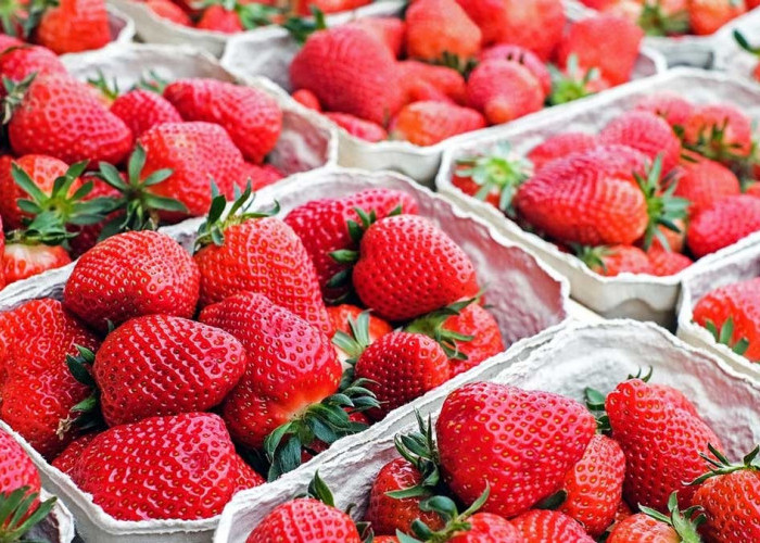 Kamu Lagi Puasa? Coba 8 Khasiat Strawberry yang Pas Buat Kamu Coba