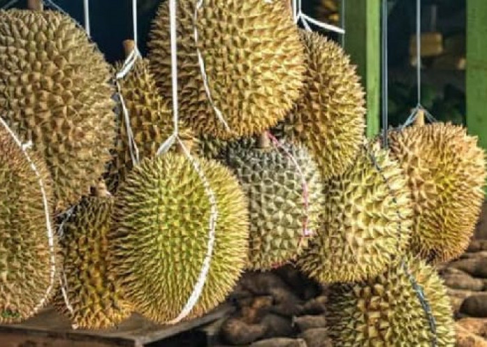 7 Khasiat Utama Buah Durian Untuk Kesehatan yang Jarang Diketahui 