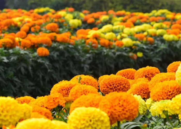 Punya Bau Tak Sedap, Bunga Marigold Ternyata Punya Segudang Manfaat untuk Kulit dan Tubuh