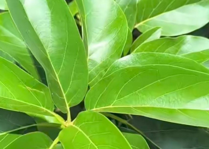 Ternyata Rebusan Daun Alpukat Bisa Mengurangi Risiko Peradangan Sendi