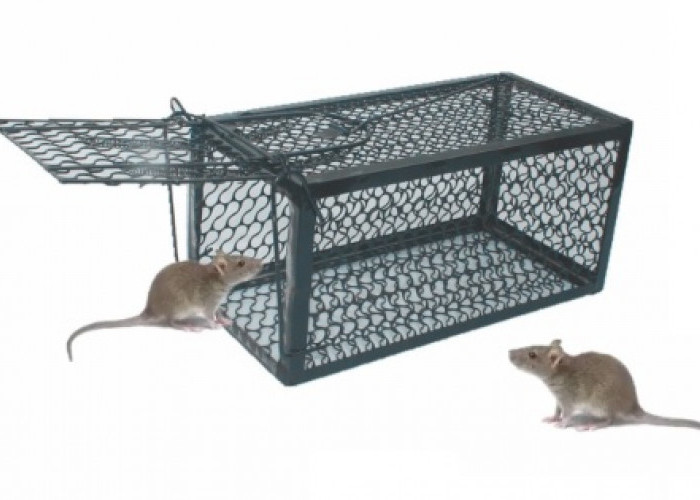 Kesal Rumahmu Banyak Tikus? Ini Cara Efektif Mengusirnya