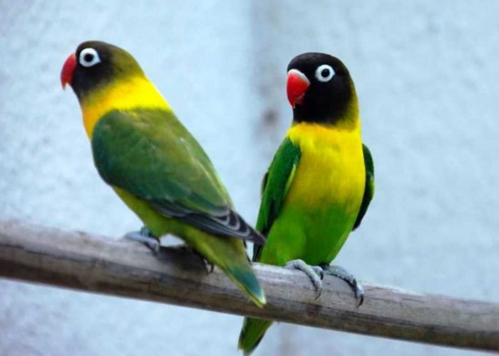 10 Lovebird Warna Memiliki Harga Fantastis dan Paling Dicari di Indonesia