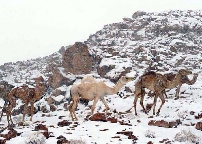 Hujan Salju Turun di Arab Saudi, Selimuti Pegunungan Al-Jabal