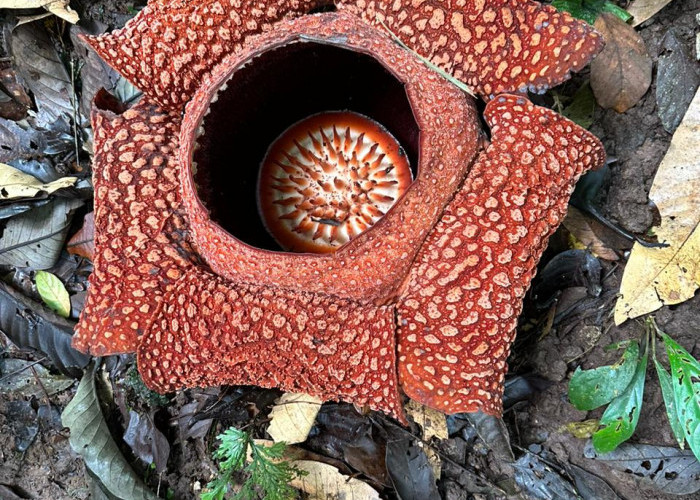 Ini Loh Penampakan Bunga Rafflesia Arnoldi Mekar Sempurna