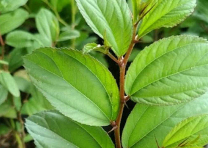 Tanam Bidara di Halaman Rumah, Ini 7 Khasiat Dahsyatnya yang Jarang Orang Tahu!  