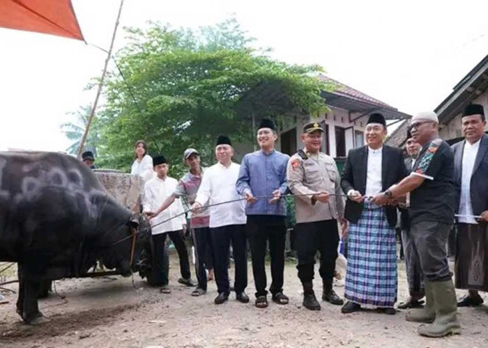 Bobotnya Tembus 1,2 Ton! Pj Sekda OI Serahkan Sapi Kurban Raksasa Bantuan Presiden Prabowo di Tanjung Raja