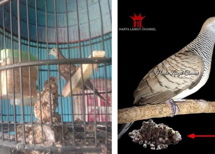 Burung Perkutut Katuranggan Sri Tumpuk, Duit Menumpuk Hingga 7 Turunan, Ini Ciri-cirinya!