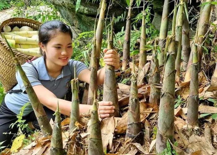 Ternyata Rebung Bisa Mengurangi Risiko Penyakit Jantung, yuk Simak 7 Manfaat Lainnya