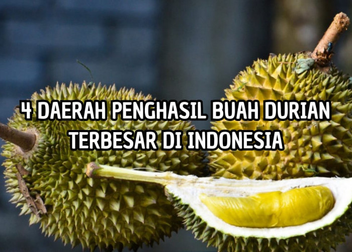 Nomor 4 Pernah Hasilkan 32.488 ton! Inilah 4 Daerah Penghasil Buah Durian Terbesar di Indonesia