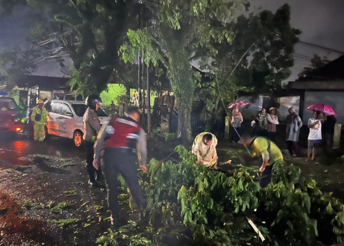 Polisi dan Petugas Damkar Berjibaku Evakuasi Pohon Tumbang di Lubuklinggau 