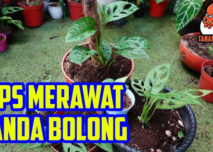 Laku Hingga Puluhan Juta! Ini 5 Tips Merawat Janda Bolong di Dalam Pot Agar Tumbuh Subur