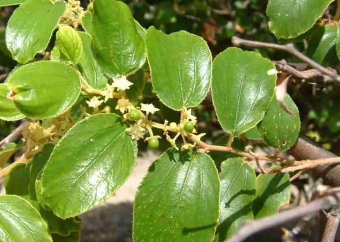 Mitos atau Fakta? Ini 5 Tanaman yang Dipercaya Melindungi dari Gangguan Gaib