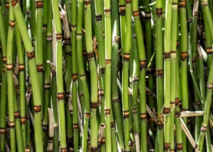 Jangan Remehkan Tebu! Tanaman Manis Ini Menyimpan Manfaat Besar bagi Tubuh dan Lingkungan