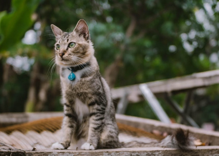 5 Ras Kucing Termahal di Dunia, Ada yang Seharga Rp1,8 Miliar