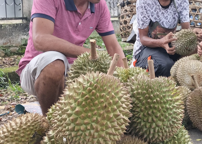 Yuk Mari Icip-icip Durian Lubuklinggau, Rasa Manisnya Bikin Ketagihan 