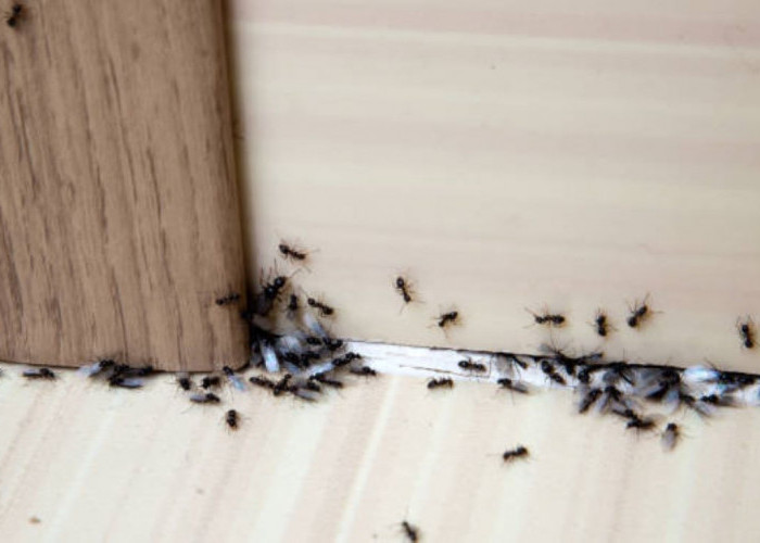 Semut Langsung Minggat, Ini 8 Cara Alami Mengusir Serangga di Rumah