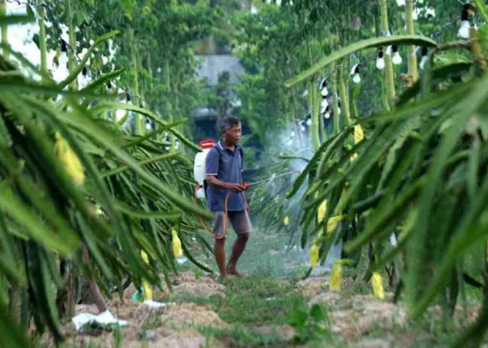 Dari Banyuwangi ke Pasar Nasional, Petani Buah Naga Naik Kelas lewat Program Klasterku Hidupku BRI