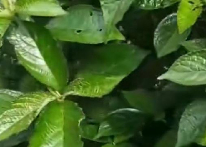 Berikut Sejumlah Fakta Menarik Daun Keji Beling yang Jarang Diketahui Orang
