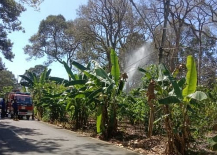 Ratusan Batang Tanaman Durian Milik Petani di Lubuklinggau Diserang Hama Ulat Tadu