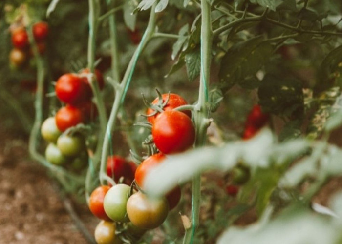Yuk Belajar Bertani, Ini 7 Cara Budidaya Tomat di Pekarangan Rumah