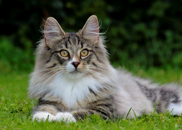 Fakta Menarik Norwegian Forest, Kucing Tercantik Pecinta Air 