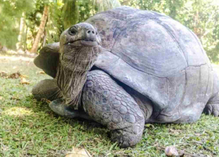 Bikin Takjub! 5 Hewan Ini Bisa Puasa Berhari-hari hingga Berbulan-bulan Tanpa Makan