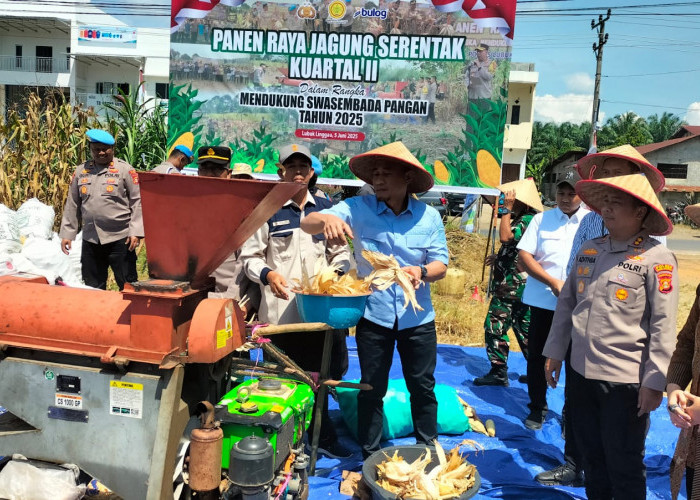 Panen Raya Jagung Kuartal II di Desa Marga Baru SP 3 Muara Lakitan