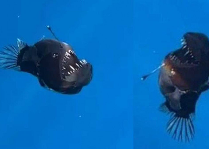 5 Fakta Unik Ikan Viral Anglerfish, Punya Cerita Sedih Saat Timbul Ke Permukaan 